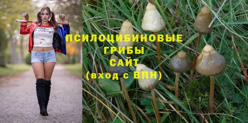 где купить   это официальный сайт  Галлюциногенные грибы Magic Shrooms  Луза 